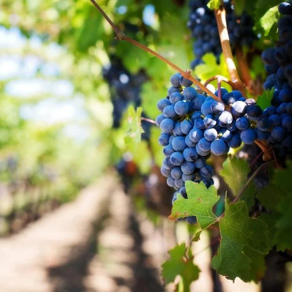 turkey tours with cosmedica travel